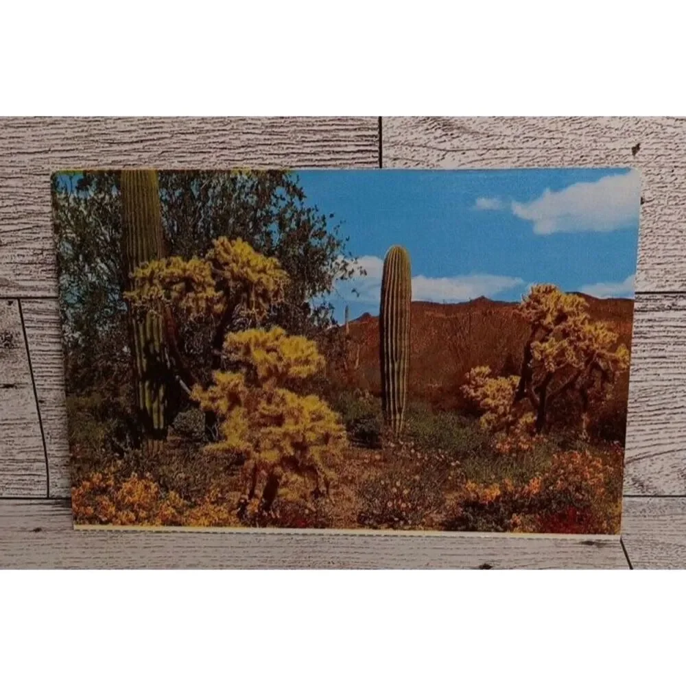 Vintage Postcard Spring Desert cactus flowers nature Ephemera Travel‎ Souvenir